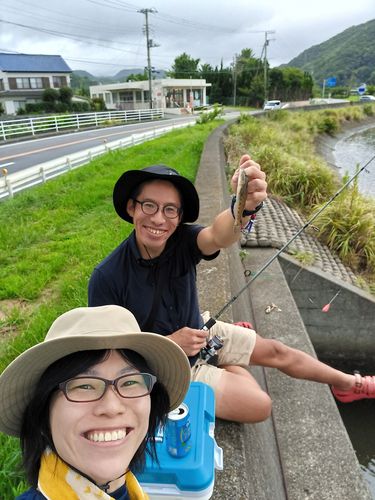 マハゼの釣果