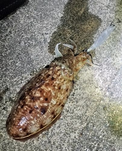 コウイカの釣果