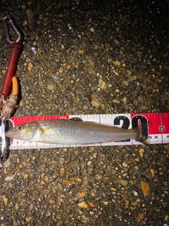 シロギスの釣果