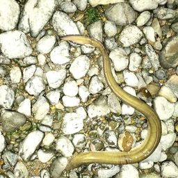 ウナギ