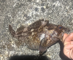 オウゴンムラソイの釣果