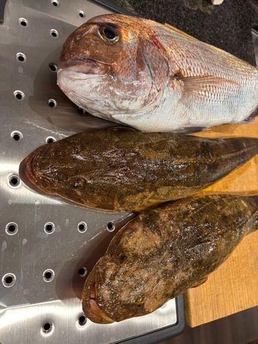 タイの釣果