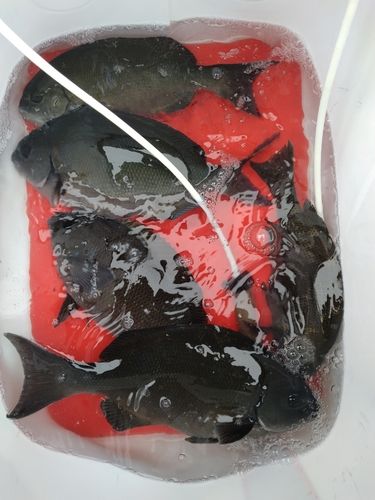 オナガグレの釣果