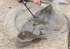 ツバクロエイの釣果