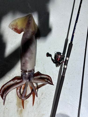 イカの釣果