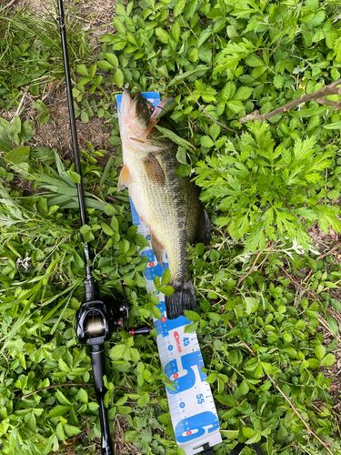 ブラックバスの釣果