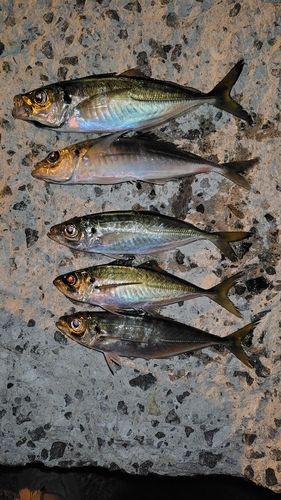 アジの釣果