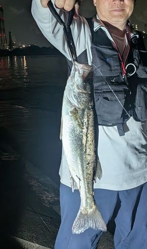 セイゴ（マルスズキ）の釣果