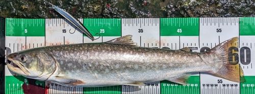 アメマスの釣果