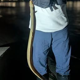 ウナギ