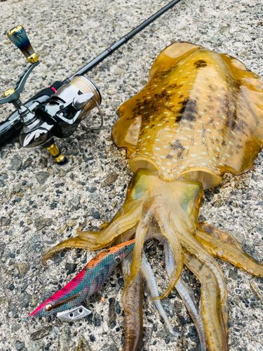 アオリイカの釣果