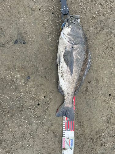 クロダイ