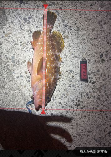 キジハタの釣果