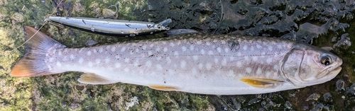 アメマスの釣果