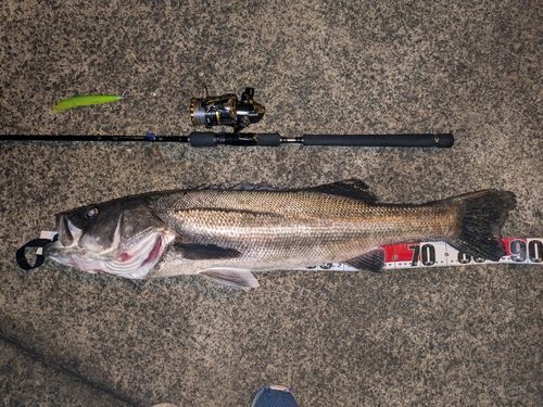 スズキの釣果