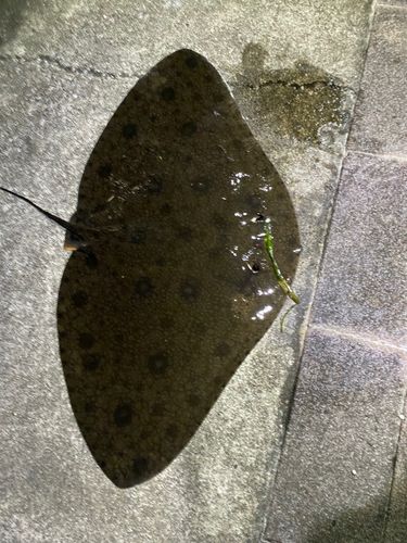 ツバクロエイ