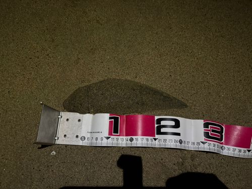 シタビラメの釣果