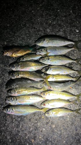 アジの釣果