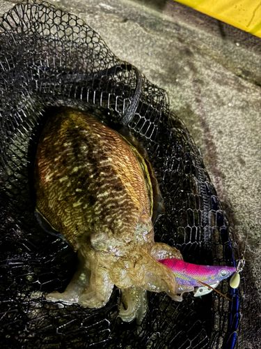 コウイカの釣果