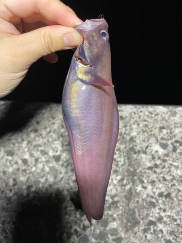 ドンコの釣果