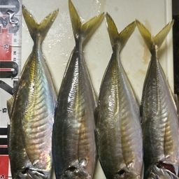 アジ