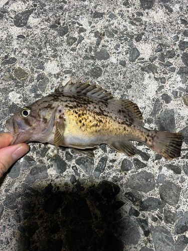 クロソイの釣果