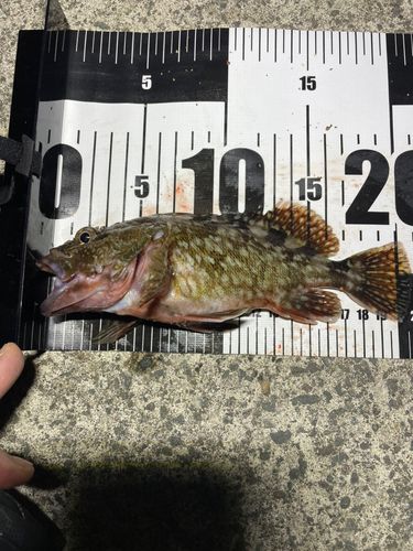 カサゴの釣果