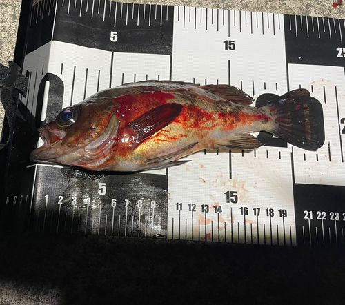 メバルの釣果