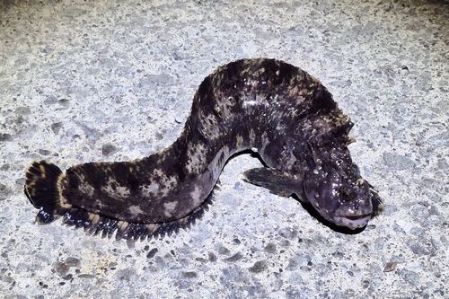 フサギンポの釣果