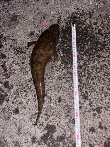 マゴチの釣果