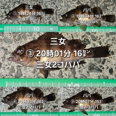 メバルの釣果