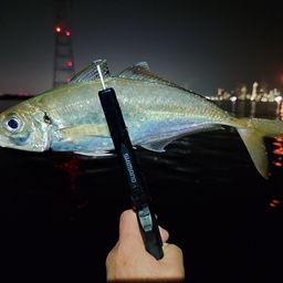 アジ