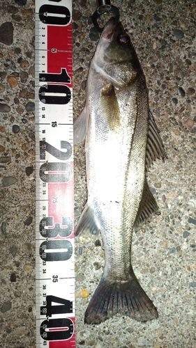 フッコ（マルスズキ）の釣果
