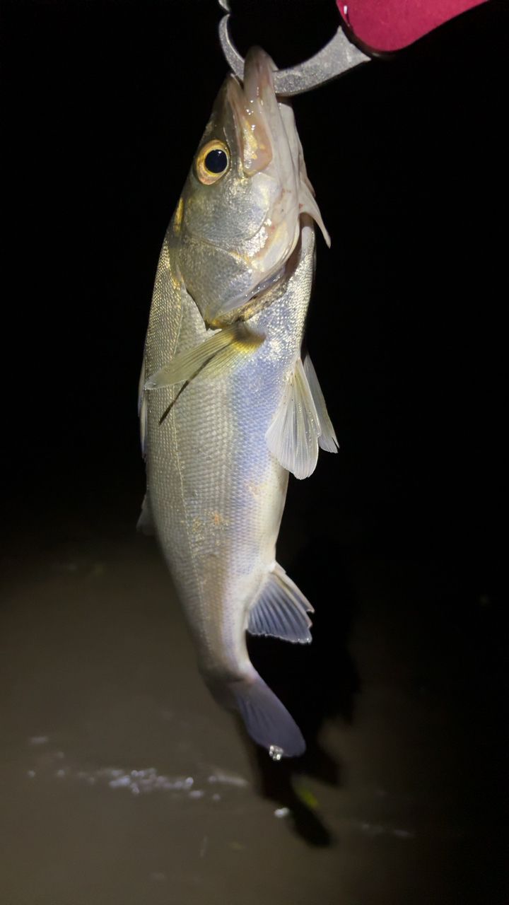 セイゴ（マルスズキ）