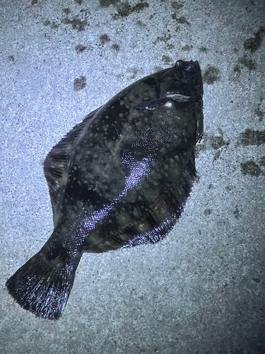 クロガシラガレイの釣果