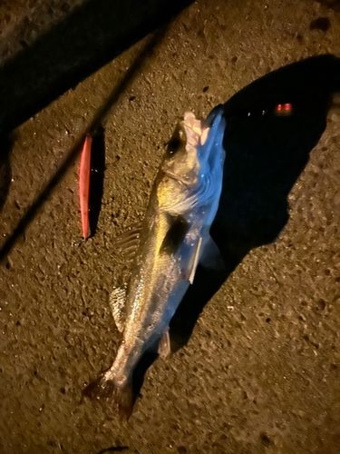 マルスズキの釣果
