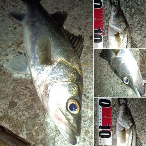 セイゴ（マルスズキ）の釣果