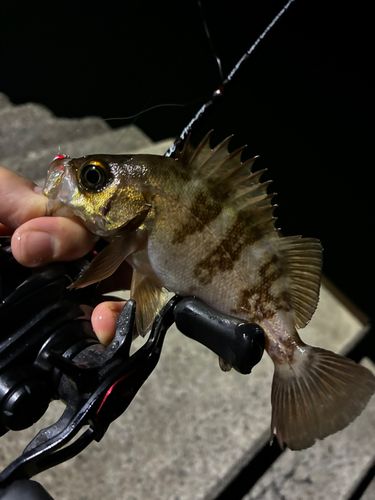 メバルの釣果