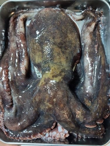 タコの釣果