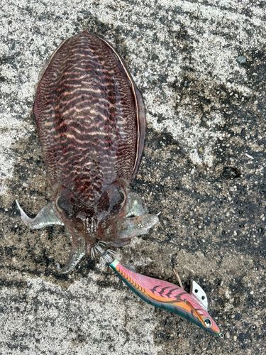 コウイカの釣果