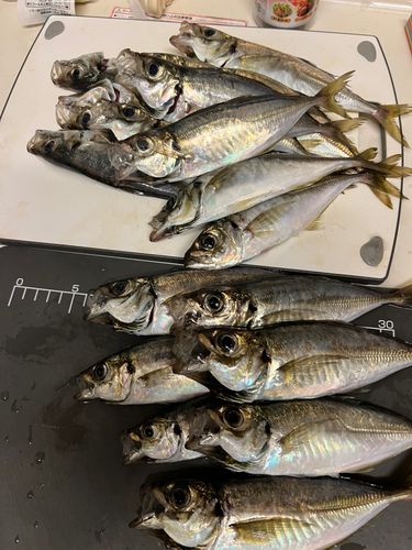 アジの釣果