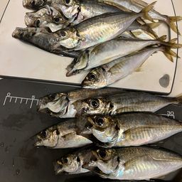 アジ
