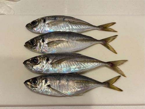 アジの釣果