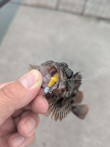 アラカブの釣果