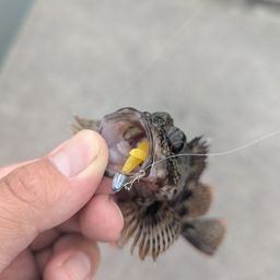 アラカブ