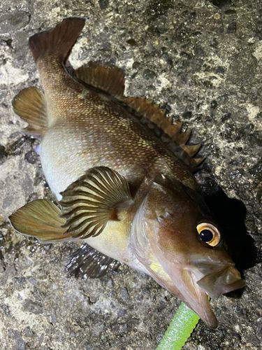 エゾメバルの釣果