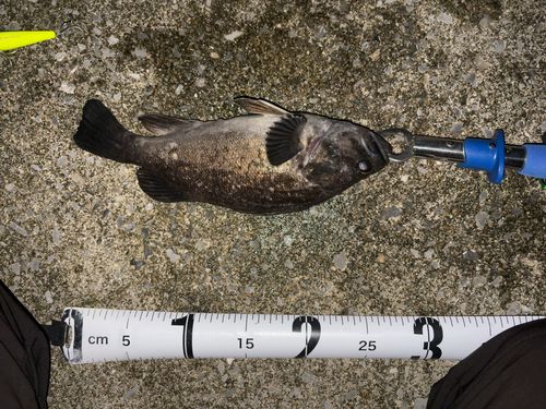 クロソイの釣果
