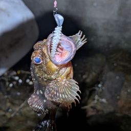 カサゴ