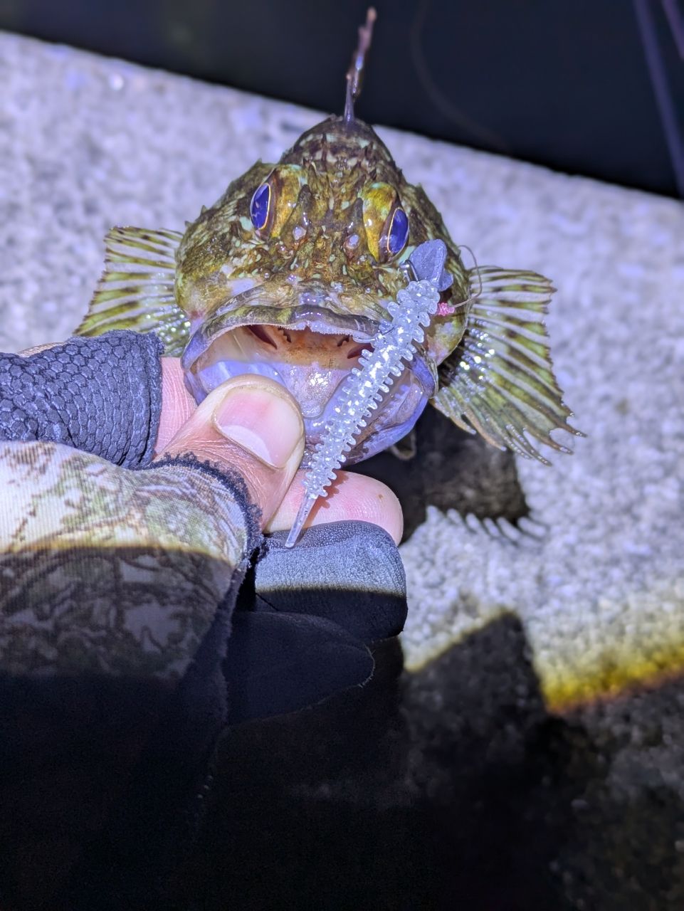 カサゴ
