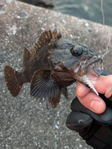 ムラソイの釣果